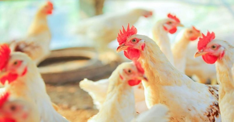 Cách phòng trị bệnh E.coli ở gà hiệu quả - Thế Giới Đá Gà