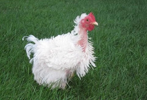 Mất bao lâu để gà thay lông? Những lưu ý khi chăm sóc gà đá và gà đẻ trong thời kỳ thay lông