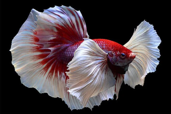 Betta fish