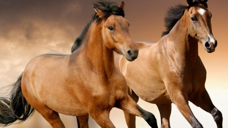 Tuổi Ngựa: Tính cách, May mắn và Tài lộc Theo Phong thủy