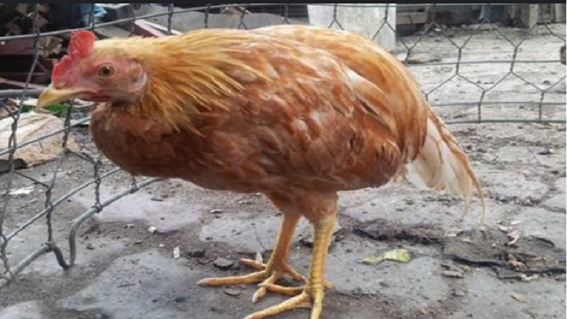 Bệnh cầu trùng ở gà: Nguyên nhân, triệu chứng, phòng ngừa