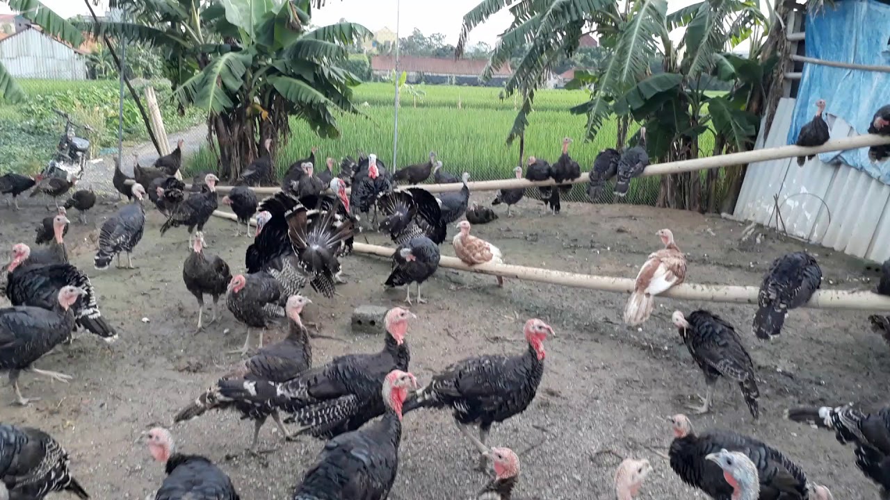 Kinh nghiệm sản xuất chuồng trại nuôi gà tây - Gà thả vườn