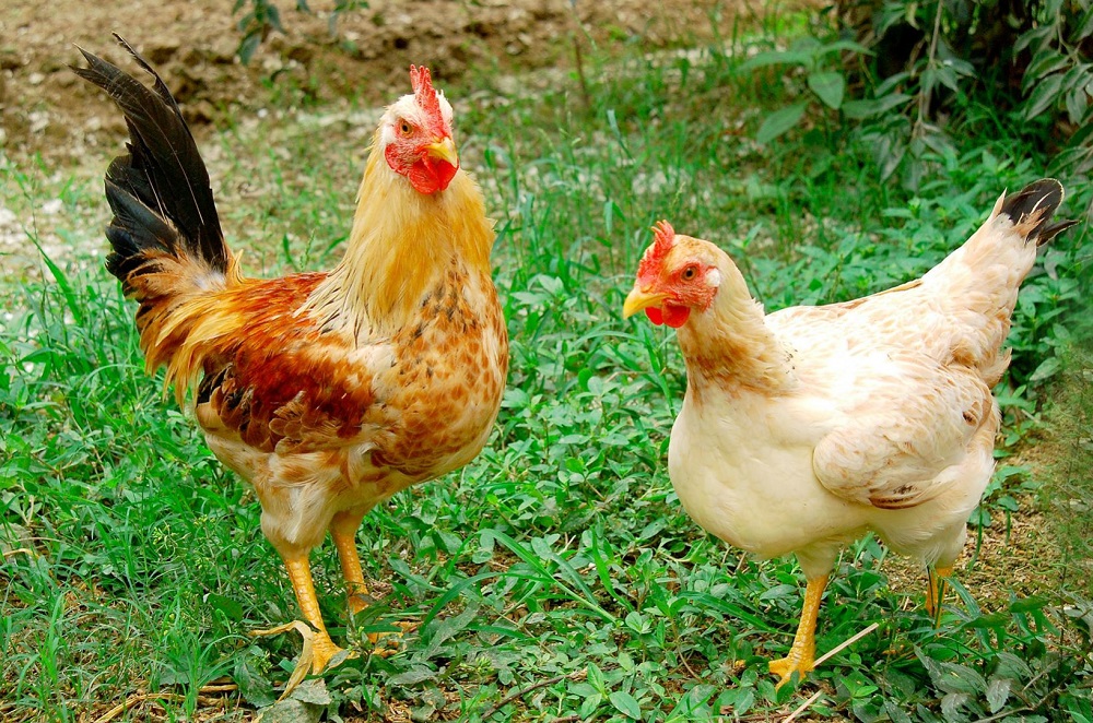 Hướng dẫn cách chọn gà ta ngon cho mẹ nội trợ