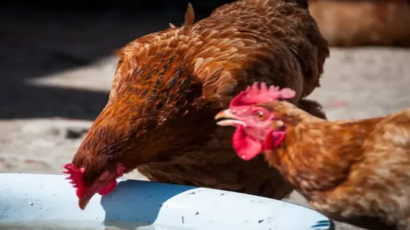 Gà Uống Nhiều Nước Là Bị Bệnh Gì? Có Sao Không