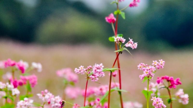 Đặc điểm hoa kiều mạch