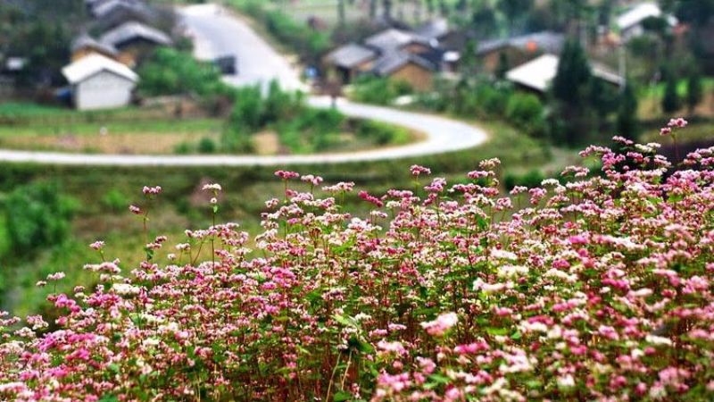 Ý nghĩa của hoa kiều mạch