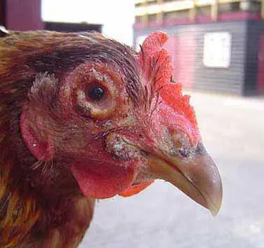 Nguyên nhân gây ra bệnh thiếu khoáng ở gà