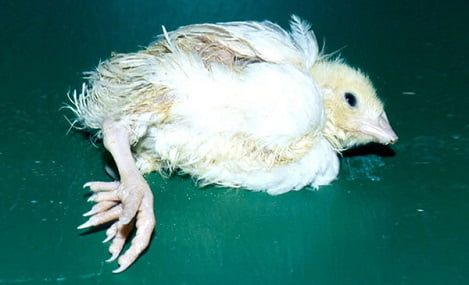 Các biểu hiện khi gà thiếu khoáng chất