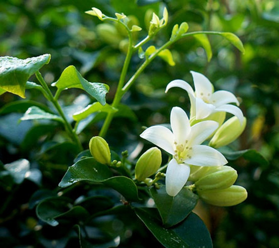 Cây nguyệt quế: Loài cây quý nở hoa 200 ngày mang đến tài lộc - Ảnh 3. Cây nguyệt quế: Loài cây quý nở hoa 200 ngày mang đến tài lộc